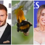 Celebrity Beekeeping Trend Under Fire: Wildlife Filmmaker Bertie Gregory Warns of Unintended Harm to Bee Populations