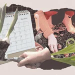 Comprehensive Guide to Planting and Growing Tulips: From Historical Origins to Modern Gardening Techniques