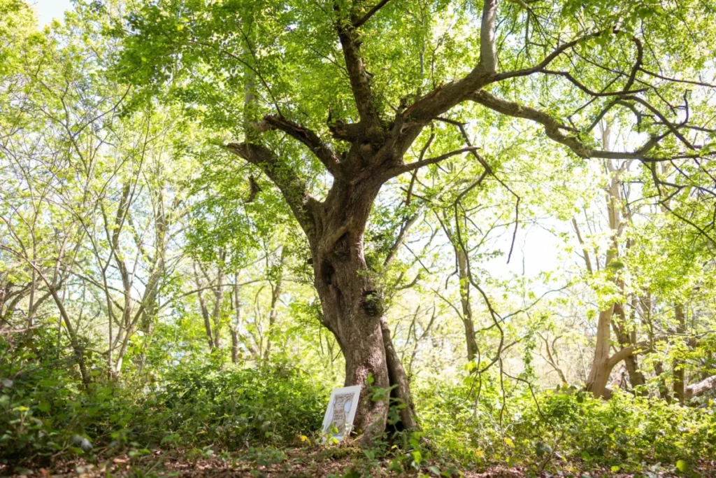 Ancient Crab Apple Tree, Beloved Inspiration for Brambly Hedge’s Crabapple Cottage, Discovered Thriving in Epping Forest