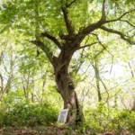 Ancient Crab Apple Tree, Beloved Inspiration for Brambly Hedge’s Crabapple Cottage, Discovered Thriving in Epping Forest