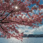 Beyond the Rising Sun: A Global Guide to the World’s Most Captivating Cherry Blossom Destinations and the Cultural Significance of the Sakura Season