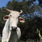 PETA Names Rescued Bull "Sir Attenbullock" to Honour Sir David Attenborough’s Approaching Centennial and Global Conservation Legacy