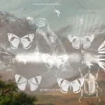 Unveiling a Visionary: "Humboldt USA" Explores Nature’s Interconnected Tapestry