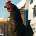 Full Official Trailer for ‘The Hen’ Film Following a Chicken On the Run | FirstShowing.net