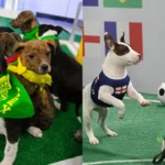 LG Channels Unveils ‘World Pup’ Soccer Championship to Promote Pet Adoption