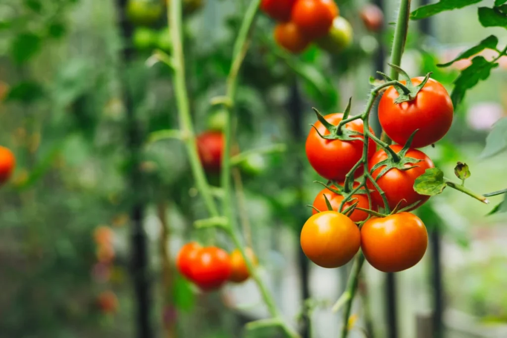 The Comprehensive Guide to Home Tomato Cultivation: From Seedling Management to Harvest Optimization