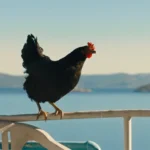US Trailer Released for György Pálfi’s Critically Acclaimed Avian Drama Hen Ahead of November Theatrical Premiere
