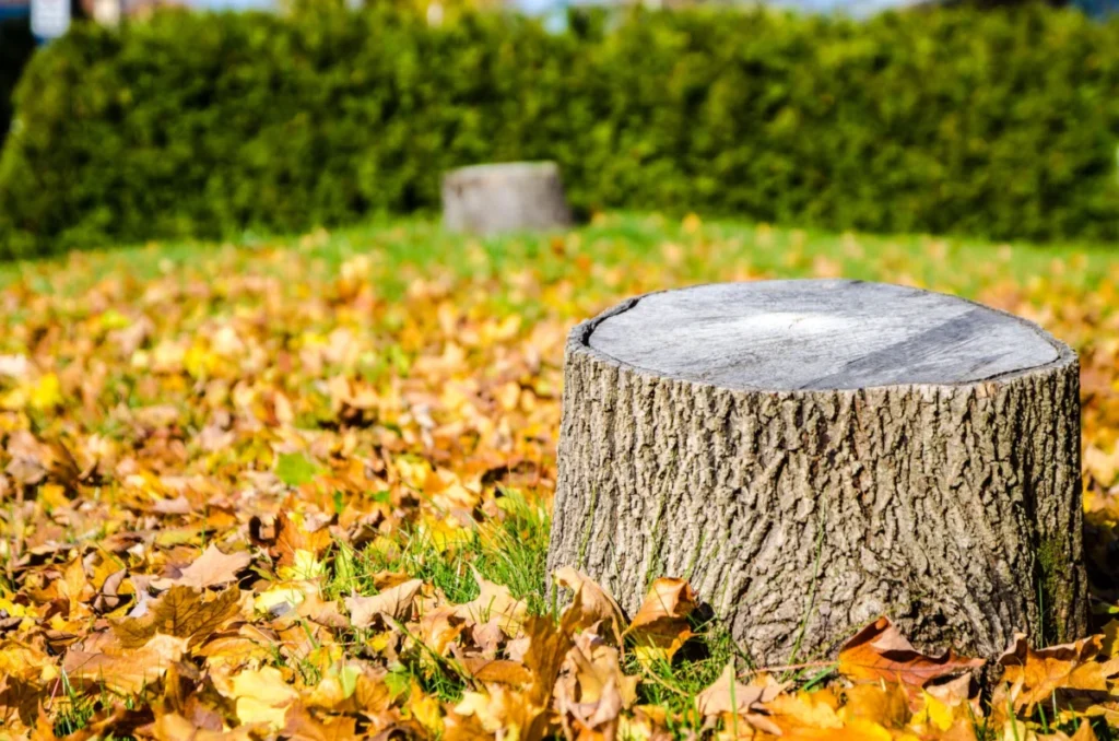 The Comprehensive Guide to Tree Stump Removal and Property Maintenance